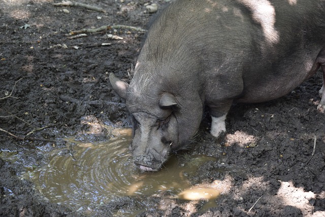 乓球领域迅 乓球领域迅